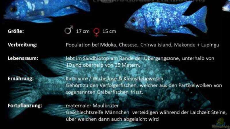 Besatz im Aquarium Mdima mchenga von TheToxicAvenger (29)