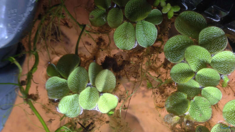 Pflanzen im Aquarium Hängendes Eckaquarium von ronnsch (9)