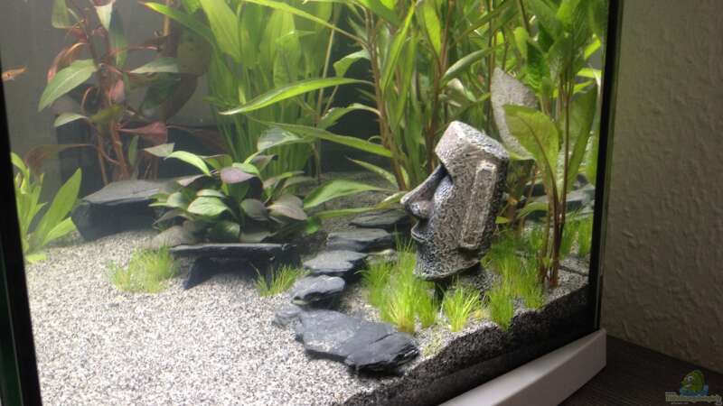 Pflanzen im Aquarium Nano Becken von Perlhuhnbärbling (3)