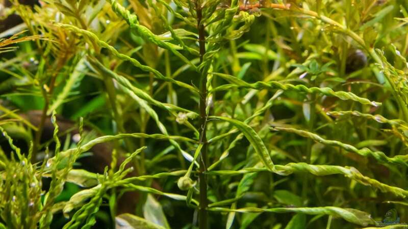 Ludwigia inclinata verticillata ´curly´  von Betta Chris (51)