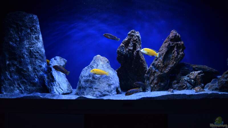 Aquarium Rocky Malawi von AJ (5)