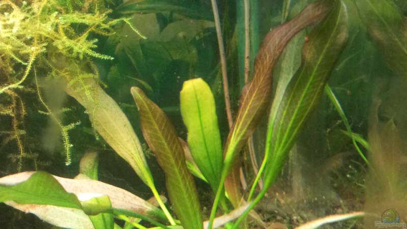 Pflanzen im Aquarium Garnelen Becken (gibt es nicht mehr) von Kaddi (2)