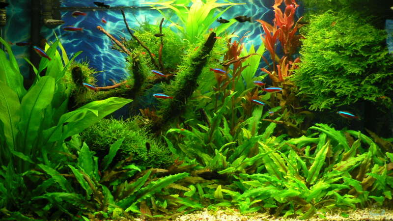 Aquarium Green Forest(aufgelöst) von Der Nicky (13)
