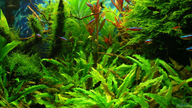 Pflanzen im Aquarium Green Forest(aufgelöst) von Der Nicky (24)