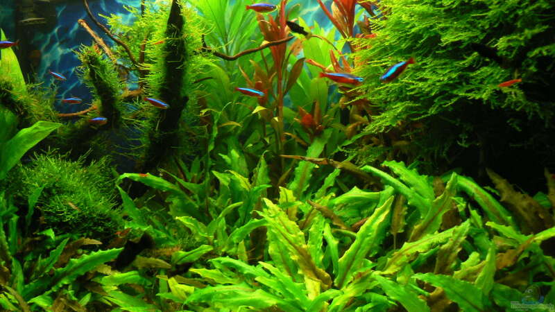 Pflanzen im Aquarium Green Forest(aufgelöst) von Der Nicky (25)
