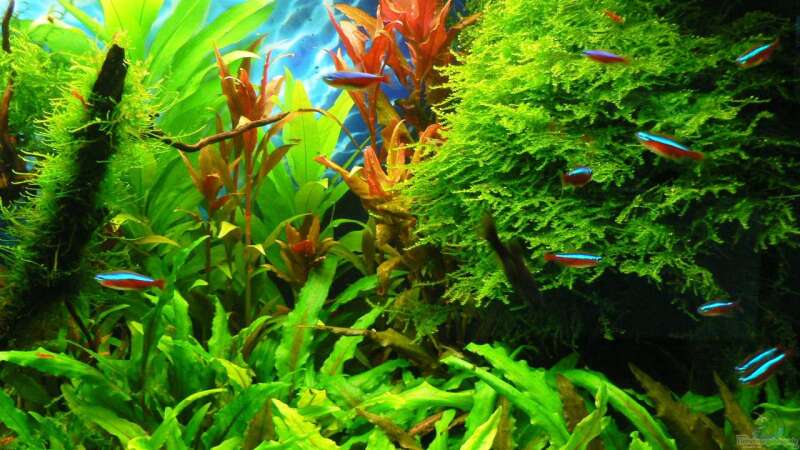 Pflanzen im Aquarium Green Forest(aufgelöst) von Der Nicky (26)