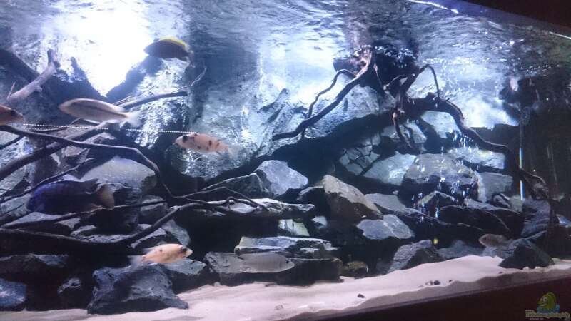 Besatz im Aquarium Malawi´s Playground von Tobias Summerer (68)