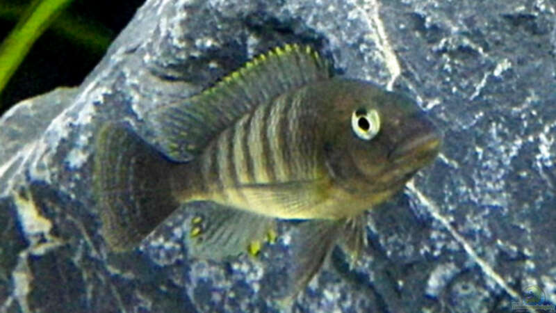 Petrochromis famula ndole, Jungtier von Elsiman (20)