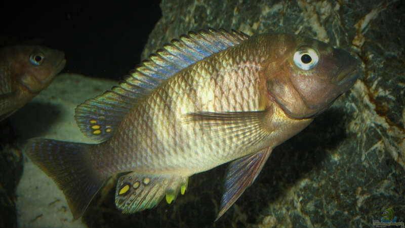 Petrochromis famula ndole von Elsiman (26)