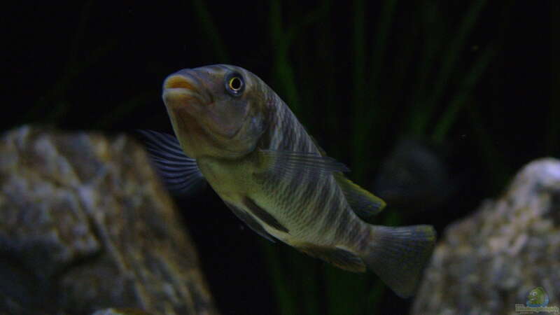 Petrochromis famula ndole von Elsiman (28)