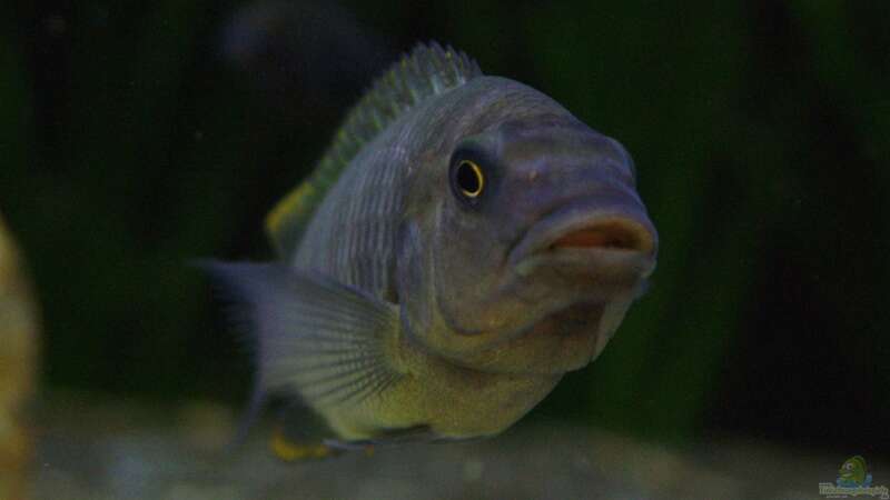 Petrochromis famula ndole von Elsiman (29)