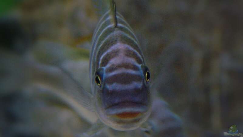 Petrochromis famula ndole von Elsiman (31)