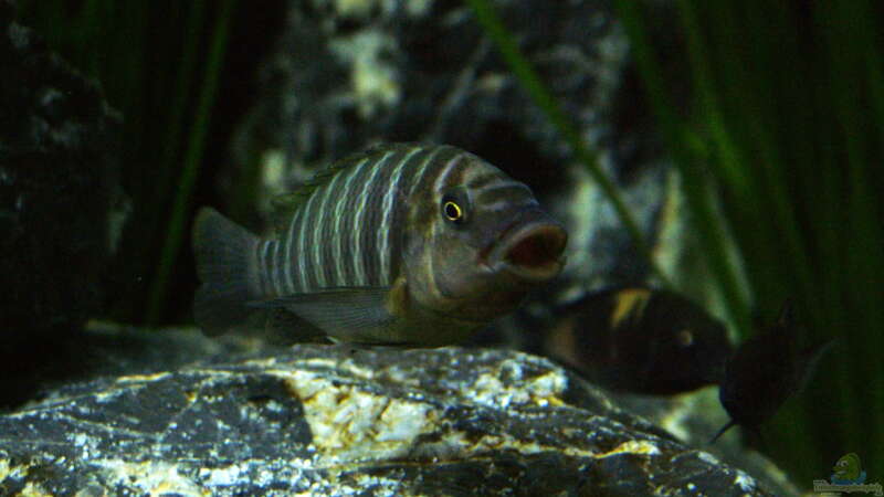 Petrochromis famula ndole von Elsiman (32)