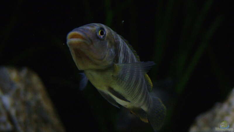 Petrochromis famula ndole von Elsiman (33)
