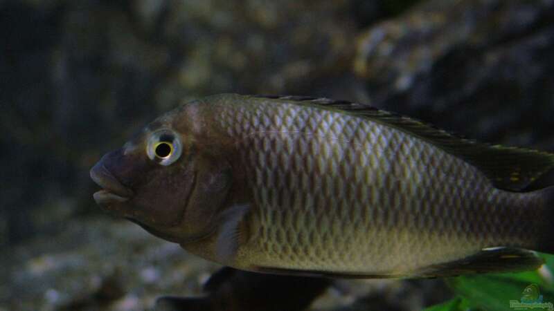 Petrochromis famula ndole von Elsiman (34)