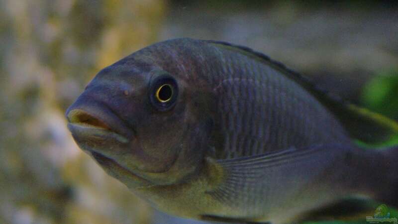 Petrochromis famula ndole von Elsiman (35)