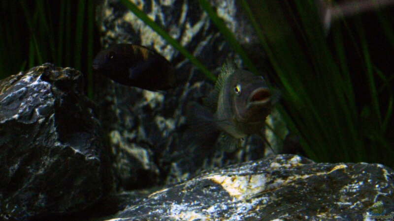 Petrochromis famula ndole von Elsiman (37)