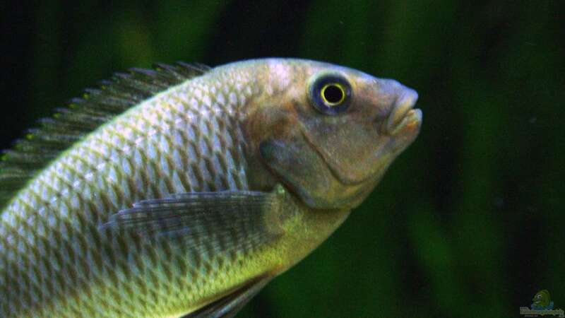 Petrochromis famula ndole von Elsiman (38)