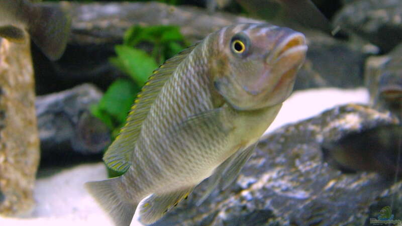 Petrochromis famula ndole von Elsiman (39)