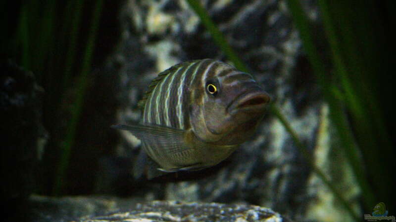 Petrochromis famula ndole von Elsiman (40)