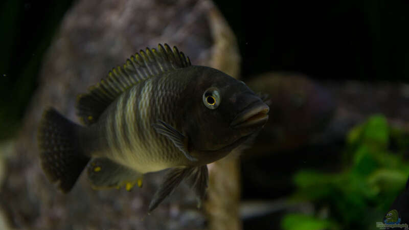 Petrochromis famula ndole von Elsiman (50)