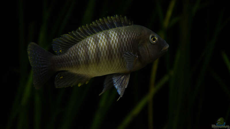 Petrochromis famula ndole von Elsiman (51)