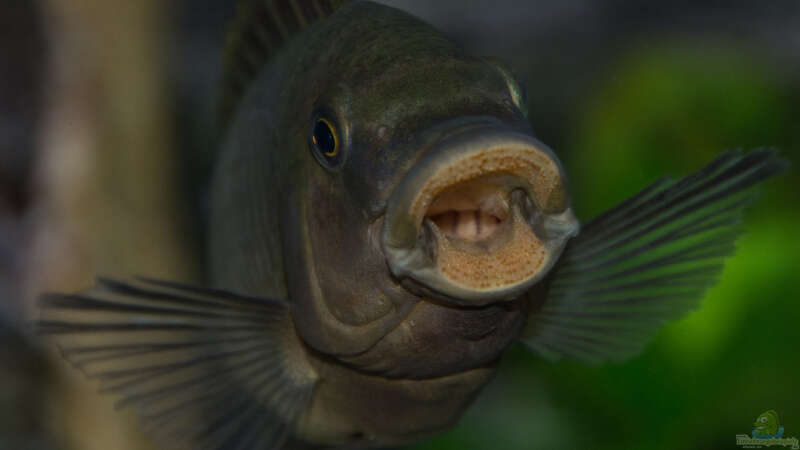 Petrochromis famula ndole von Elsiman (53)