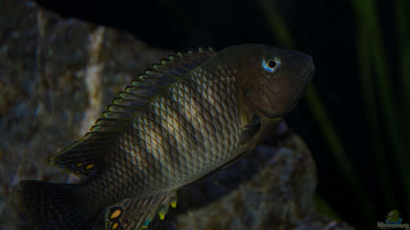 Petrochromis famula ndole von Elsiman (55)