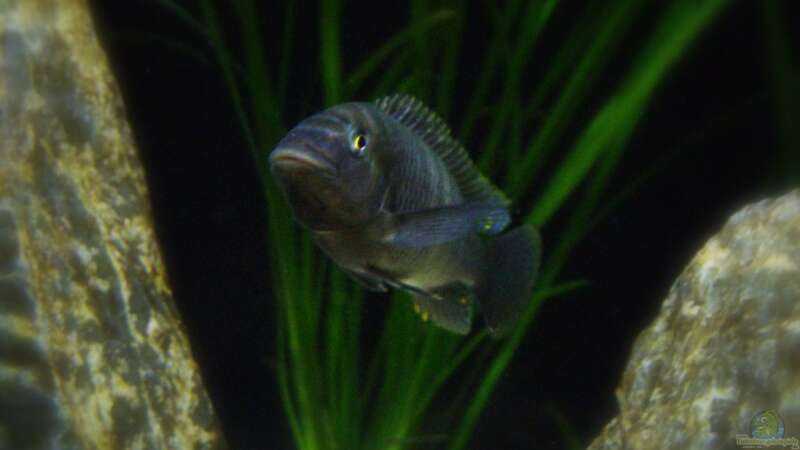 Petrochromis famula im Aquarium (Einrichtungsbeispiele für Petrochromis famula)  - Petrochromis-famulaaquarium