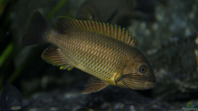 Petrochromis im Aquarium halten (Einrichtungsbeispiele mit Petrochromis-Arten)  - Petrochromisaquarium