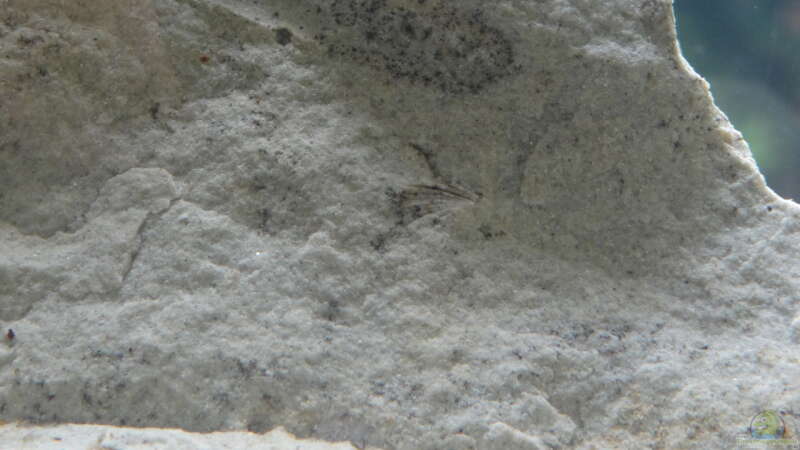 Muschelabdruck im Sandstein von paris (26)