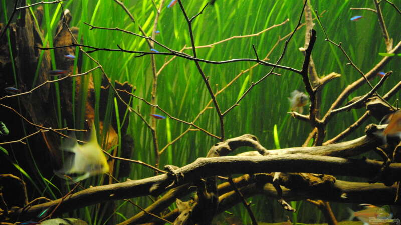 Aquarium Amazonas von Amazonas33 (14)