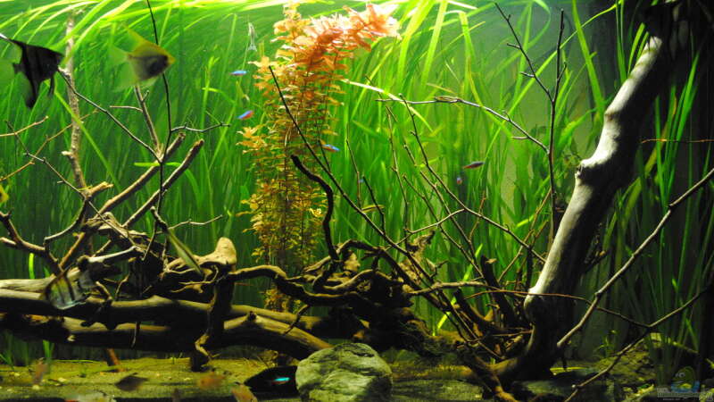 Aquarium Hauptansicht von Amazonas