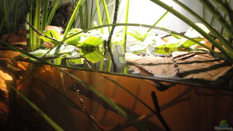 Pflanzen im Aquarium Koh Samui Biotope von Laura (9)
