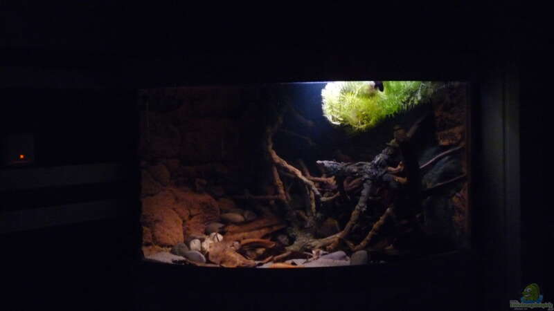Aquarium 190er Roots &amp; stones von Steffen S. (2)