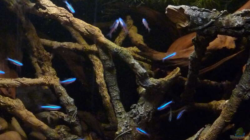 Besatz im Aquarium 190er Roots &amp; stones von Steffen S. (28)