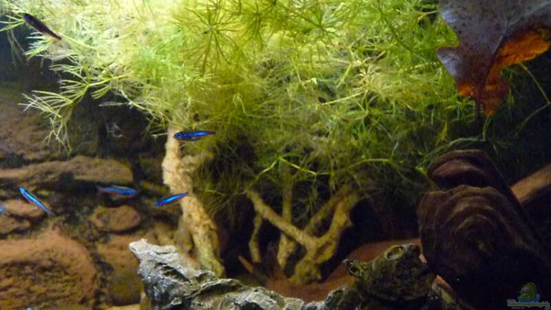 Besatz im Aquarium 190er Roots &amp; stones von Steffen S. (29)