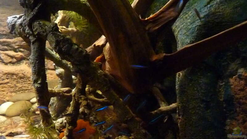 Besatz im Aquarium 190er Roots &amp; stones von Steffen S. (31)