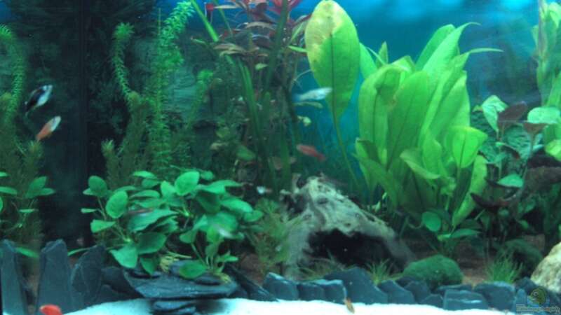 Aquarium Schnelle Übernahme von H.G Wells (5)
