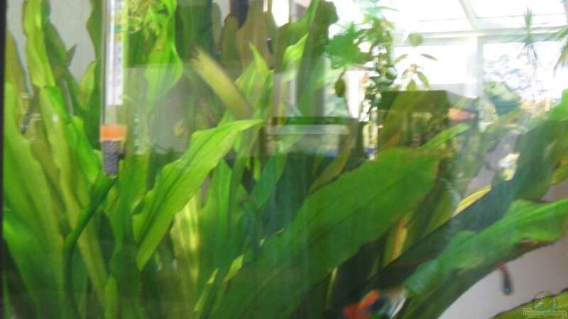 Pflanzen im Aquarium Becken 3213 von Niki Labi (4)