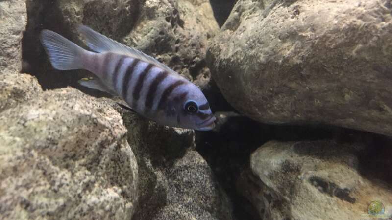 Einrichtungsbeispiele für Aquarien mit Metriaclima (Maylandia) zebra chilumba Maisoni Reef  - Maisoni-reefaquarium