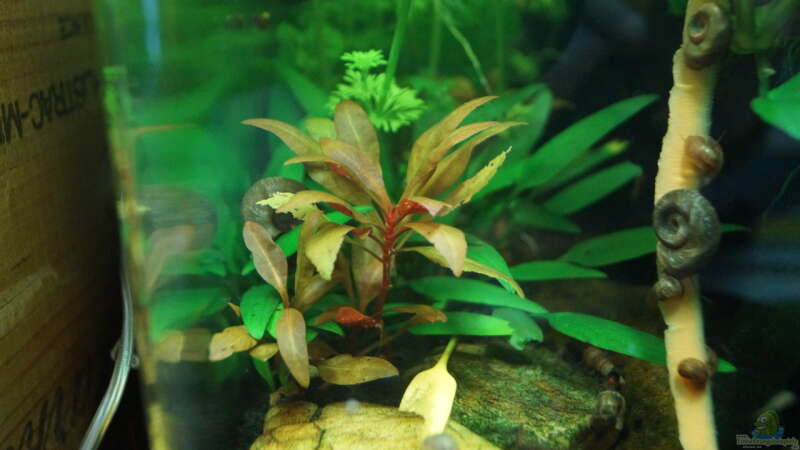 Pflanzen im Aquarium Nano Cube 30l von Raphi (7)