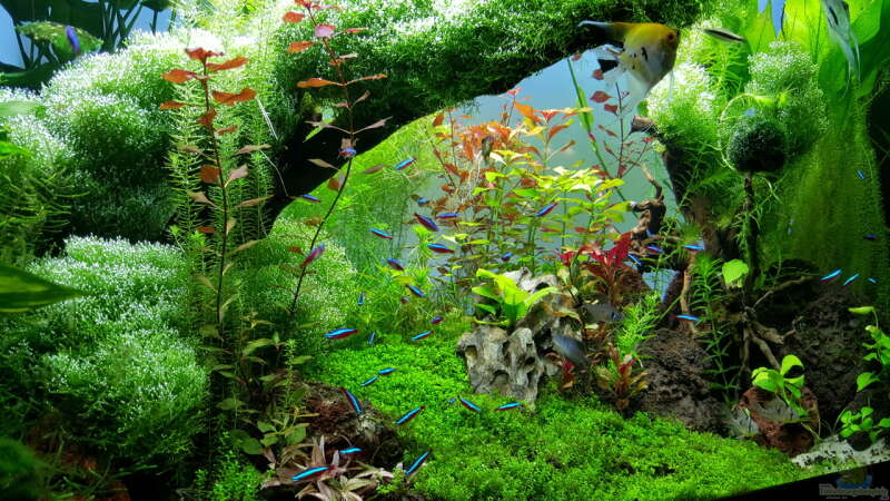 Pflanzen im Aquarium Gaja von Sebastian Hartmann (22)