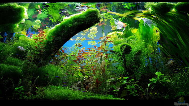 Pflanzen im Aquarium Gaja von Sebastian Hartmann (38)