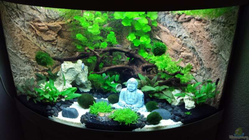 Aquarium Trigon 190 &quot;Buddha&quot; von Chita (2)