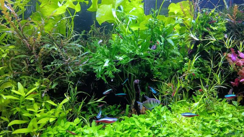 Aquarium mein kleines Amazonas Scape von odin 68 (11)