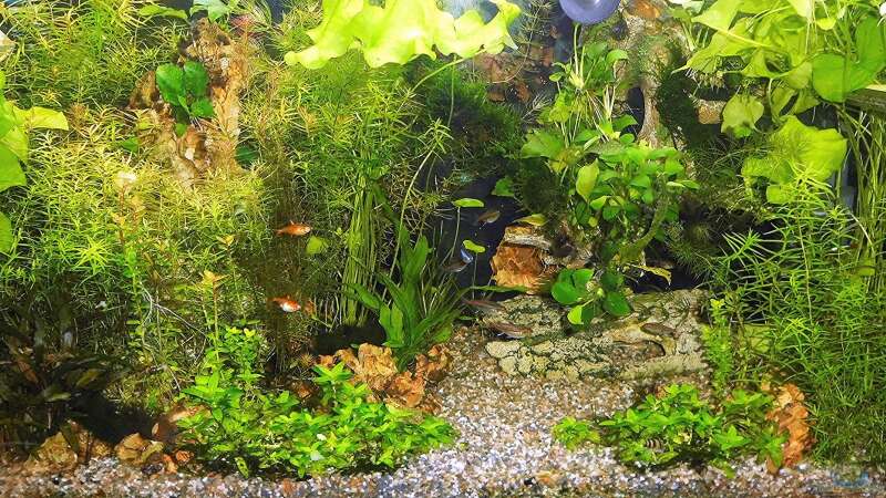 Aquarium mein kleines Amazonas Scape von odin 68 (91)
