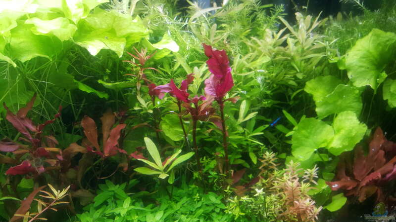 Pflanzen im Aquarium mein kleines Amazonas Scape von odin 68 (102)
