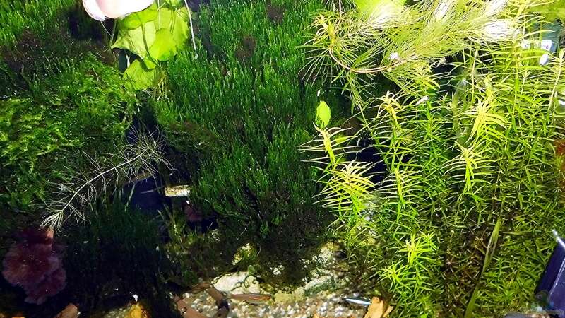 Pflanzen im Aquarium mein kleines Amazonas Scape von odin 68 (112)