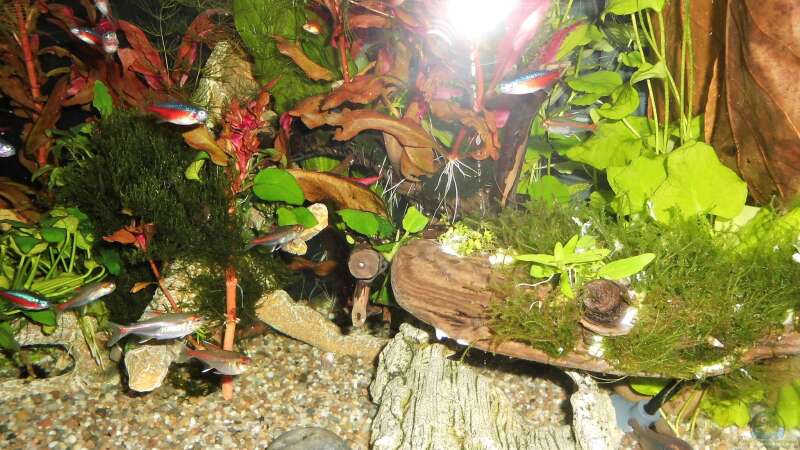Pflanzen im Aquarium mein kleines Amazonas Scape von odin 68 (117)